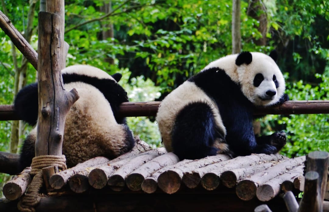 Dos pandas gigantes descansan juntos sobre una plataforma de troncos en un recinto frondoso de la base de Chengdu