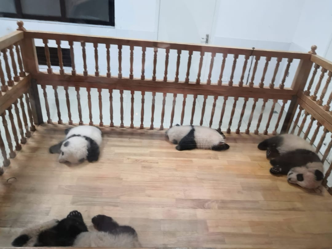 Varias crías de panda gigante duermen en el suelo de madera de una cuna con barandilla, en una guardería de la base