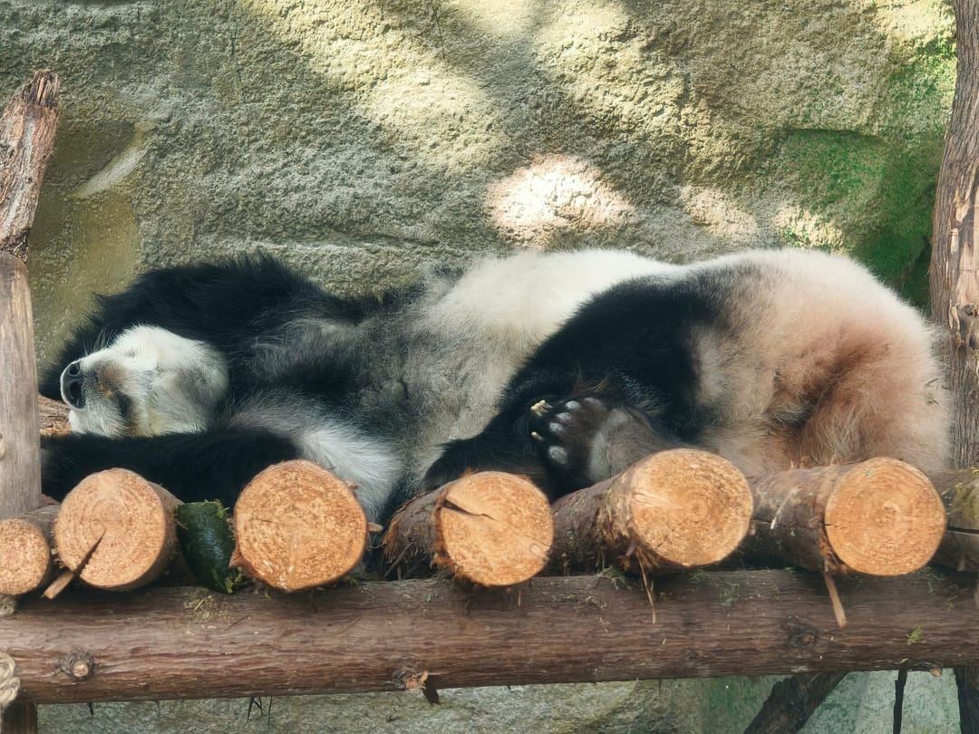 Un panda gigante duerme boca arriba sobre una plataforma de troncos en la base de cría del panda gigante de Chengdu