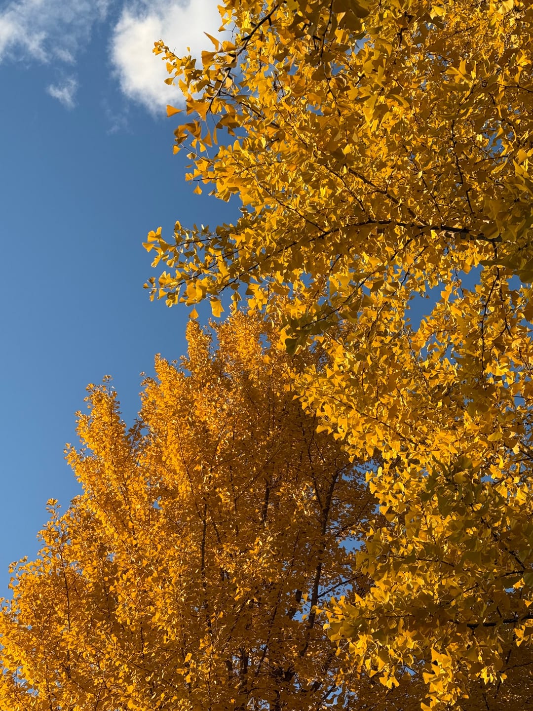 Ginkgo trees in full golden autumn colour against a deep blue sky in Beijing