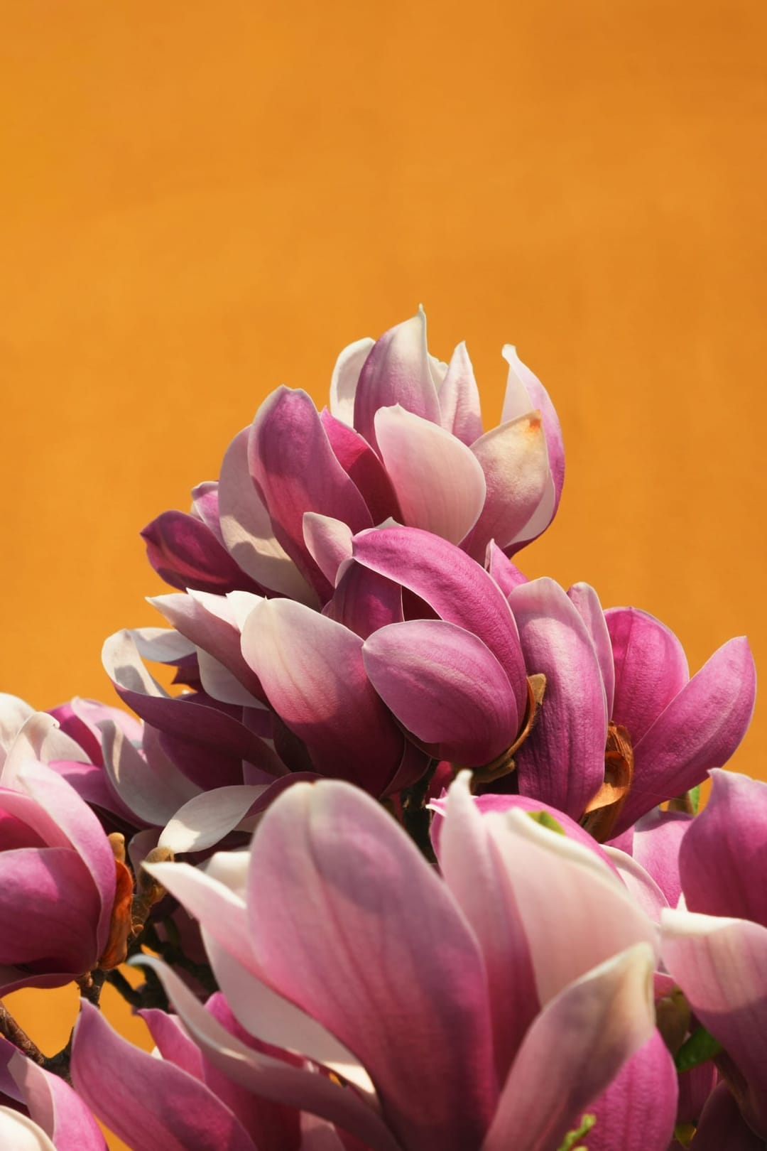 Pink magnolia flowers in full bloom against an ochre wall in Beijing
