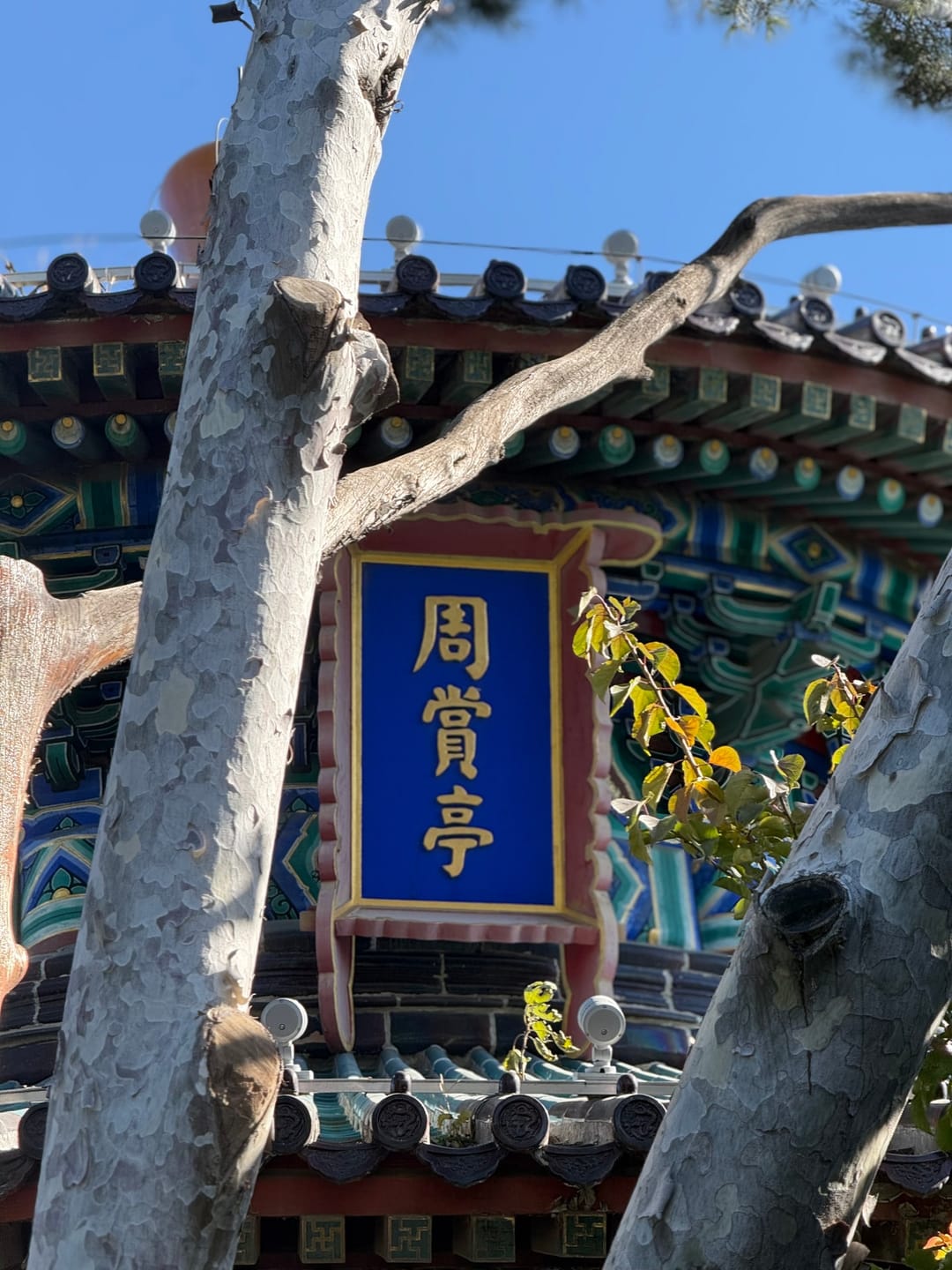 Ein bemalter Pavillon im Jingshan-Park in Peking mit blauer Tafel, davor Platanenstämme und gelbes Herbstlaub