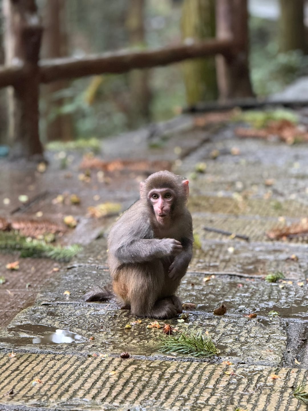 Un giovane macaco seduto su un sentiero di pietra bagnato dalla pioggia a Zhangjiajie
