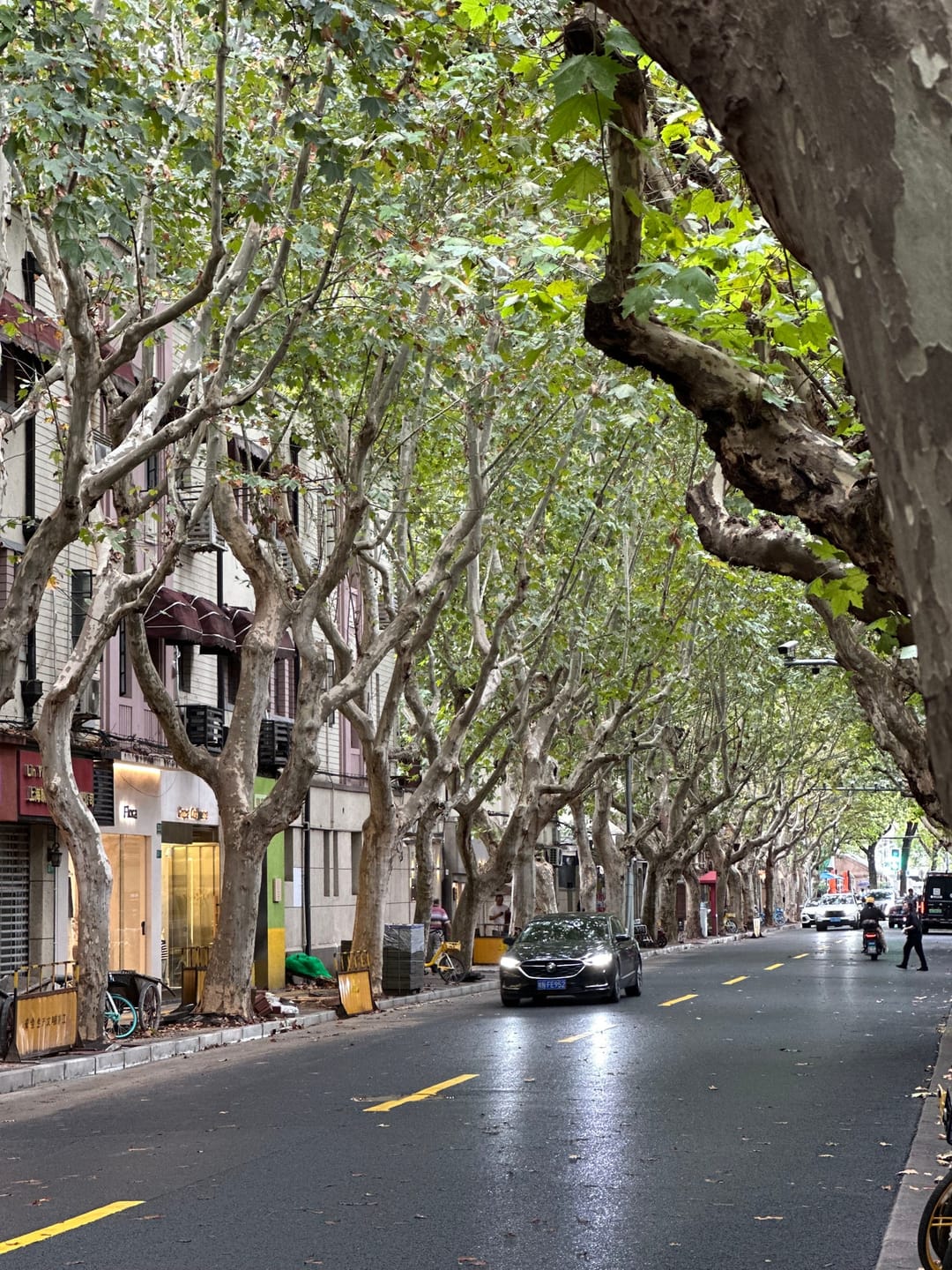 A street in the former French Concession lined with plane trees whose branches meet overhead, with low houses and parked scooters